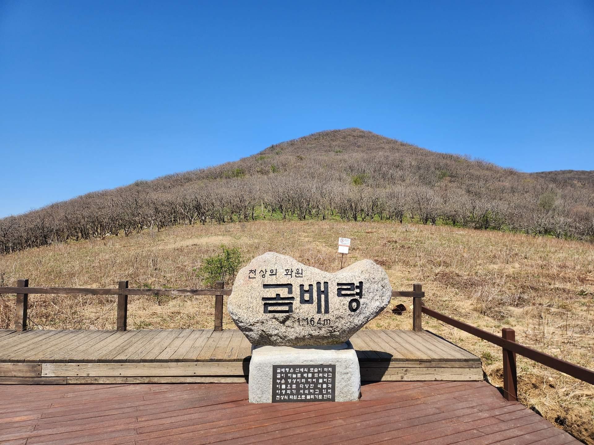 🌿 봄바람 따라 걷는 힐링 산행 | 곰배령 야생화 트레킹 & 건강밥상 여행 🌸