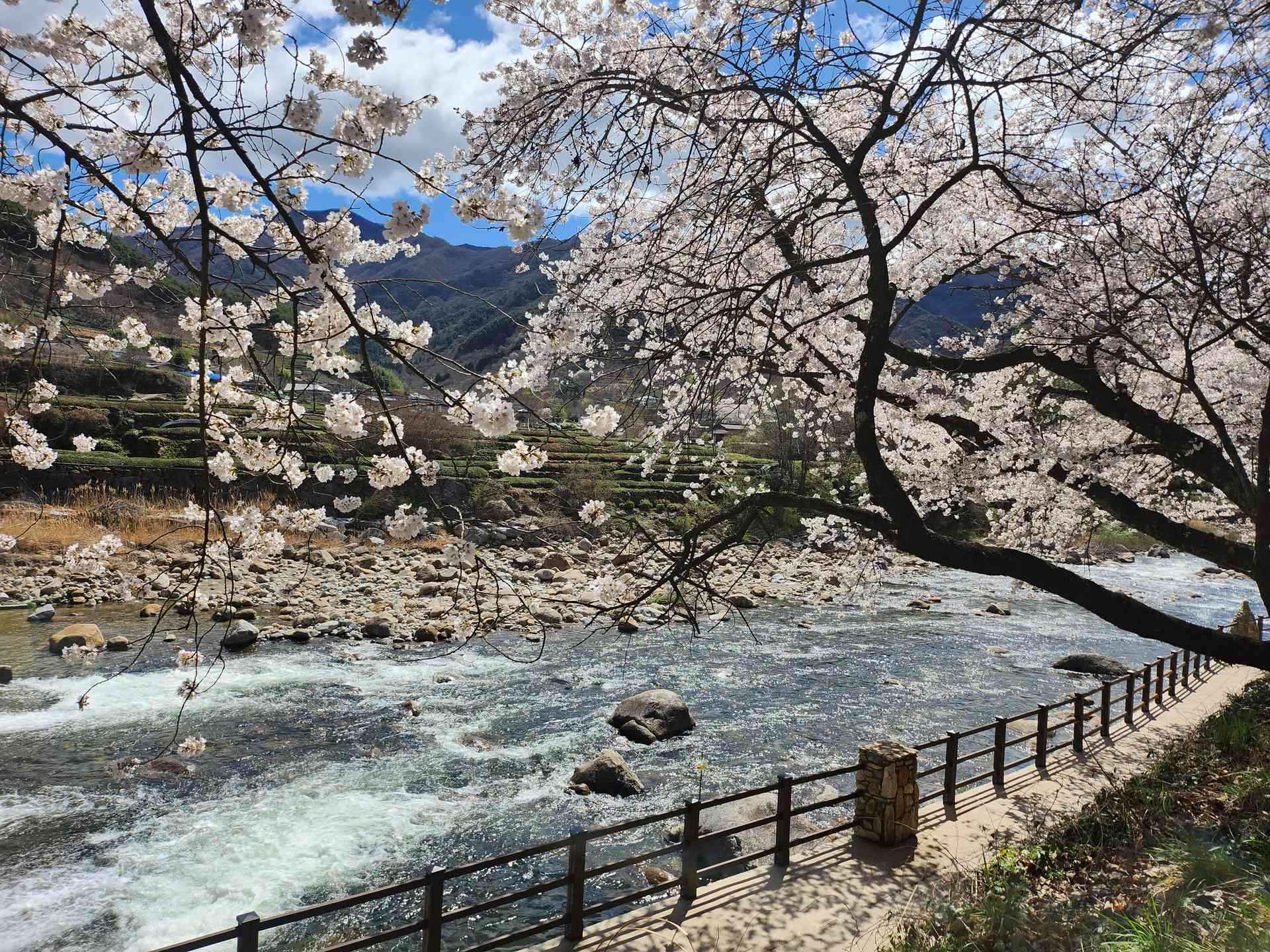 🌸 봄 햇살 따라 걷는 감성 여행 | 하동 십리벚꽃길 & 섬진강 미식 기행 🌿