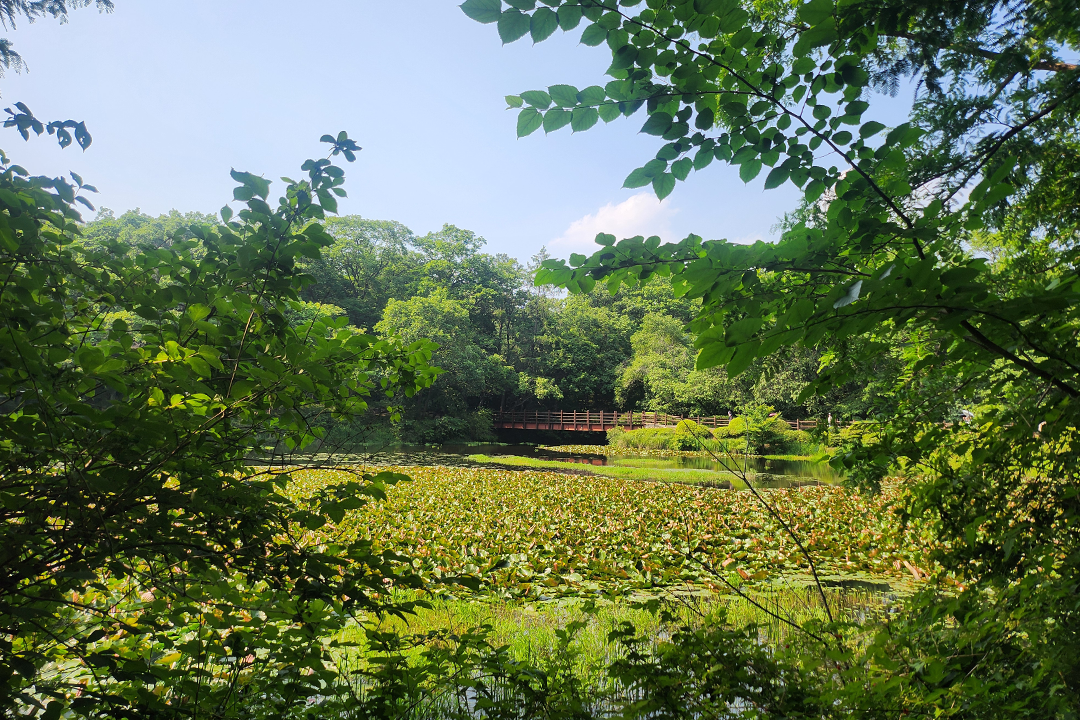 초여름의 포천, 하늘다리와 숲속 산책 힐링 여행 🍃