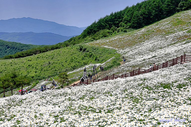 정선 가리왕산 케이블카 & 평창 육백마지기(샤스타데이지) 당일치기