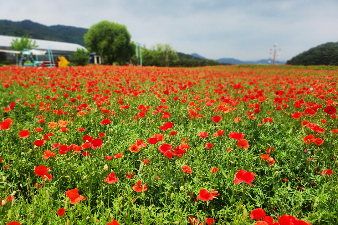 빨간 양귀비가 반겨주는 초여름의 하루 🌺