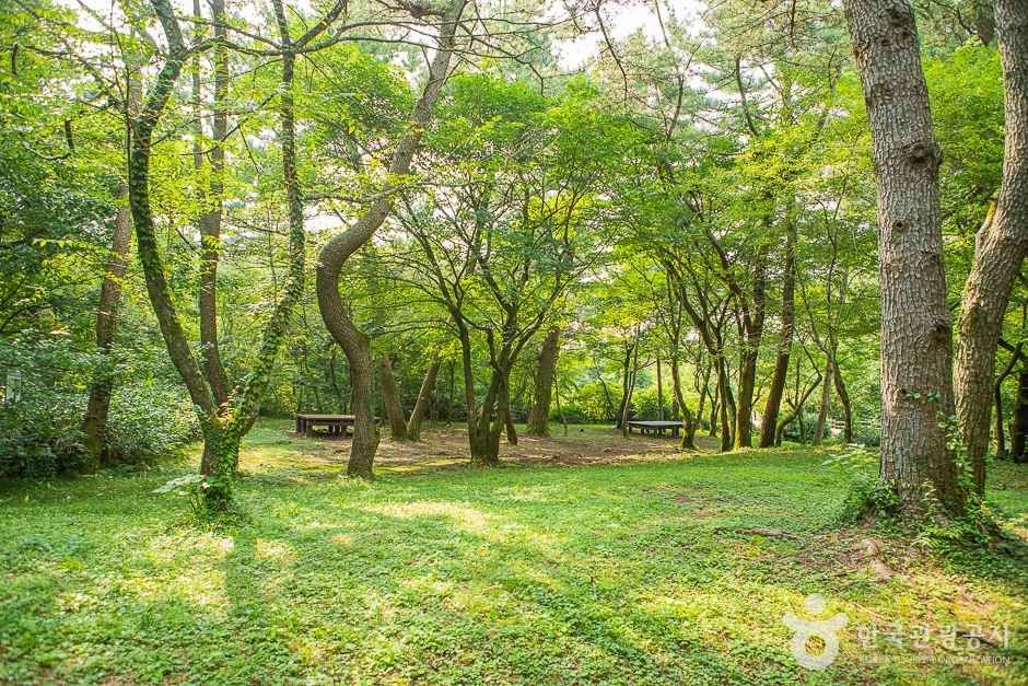 숫모르 편백나무숲길(한라생태공원)