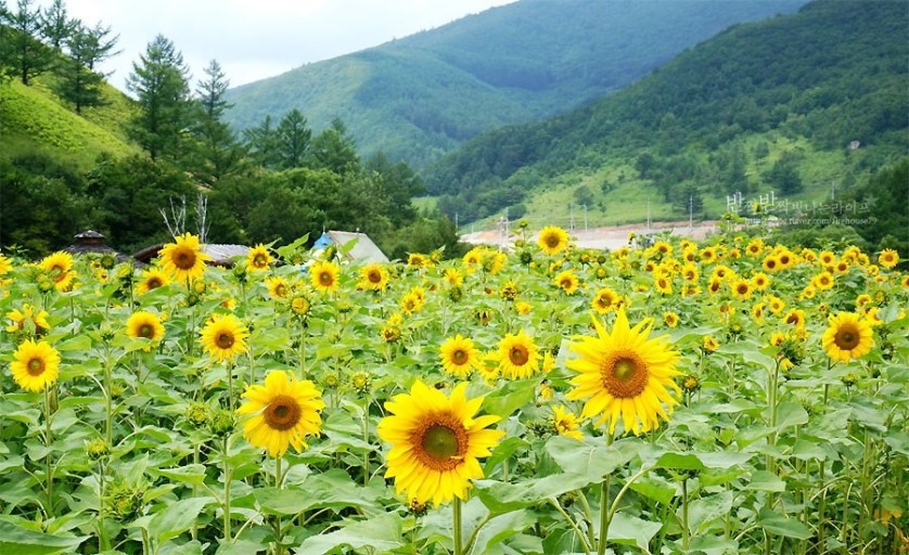 구와우마을 해바라기