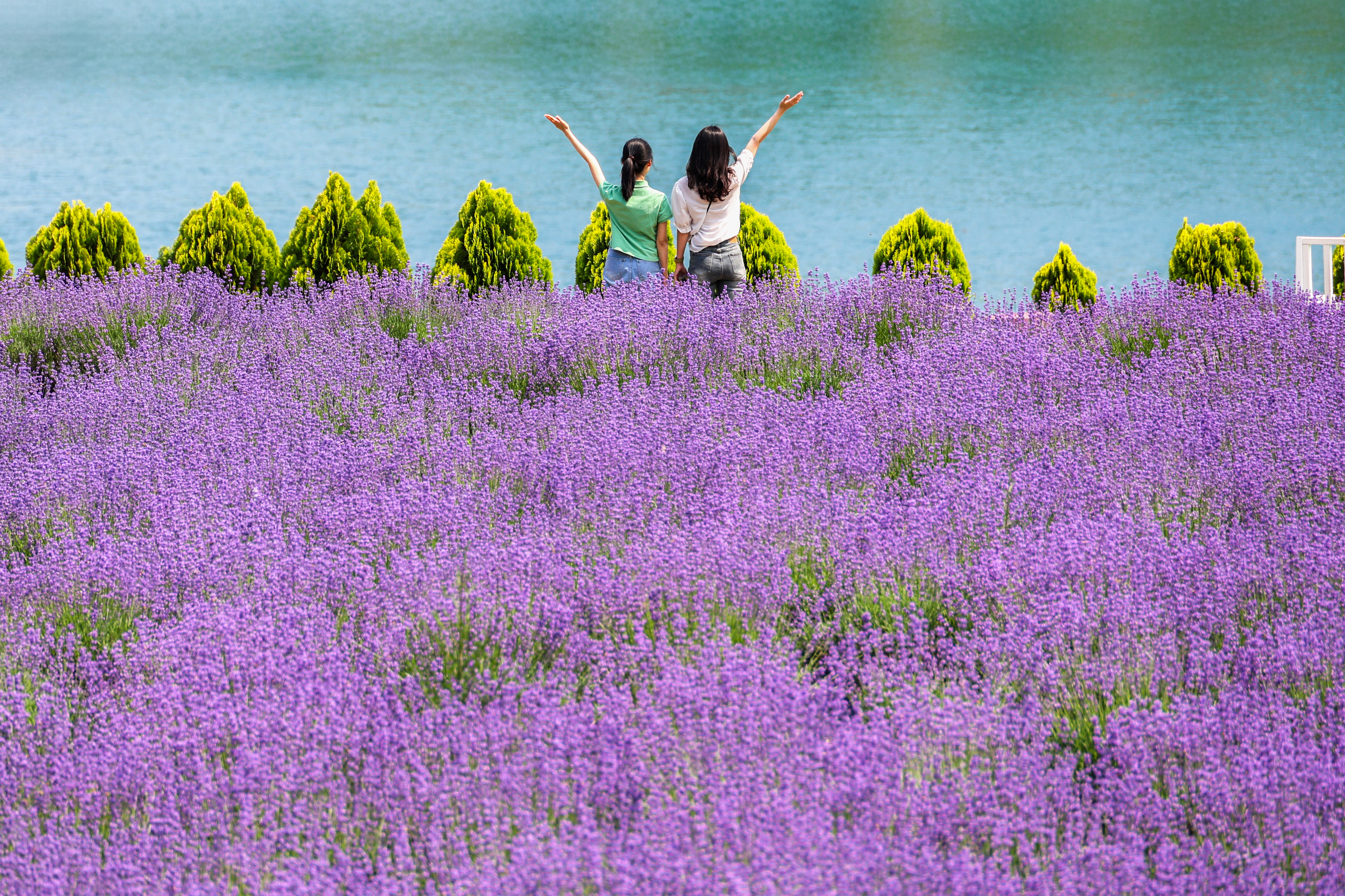 무릉별유천지 라벤더