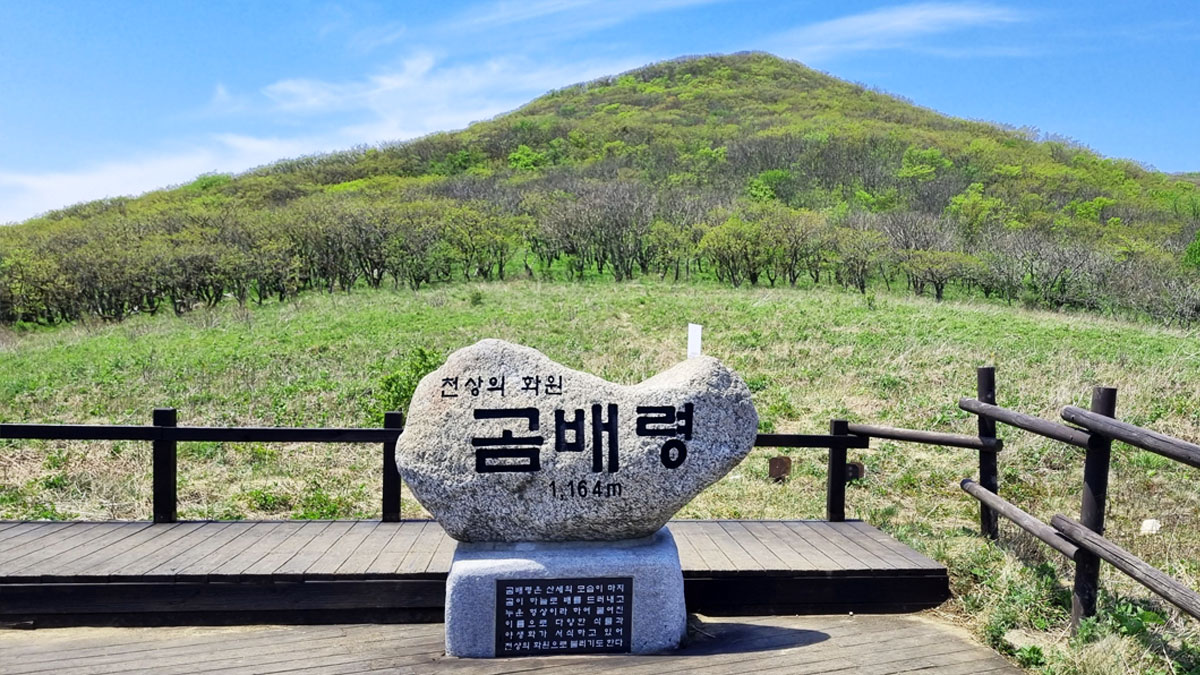 천상의 낙원 곰배령 트레킹 (노쇼핑 · 노옵션 · 노팁)