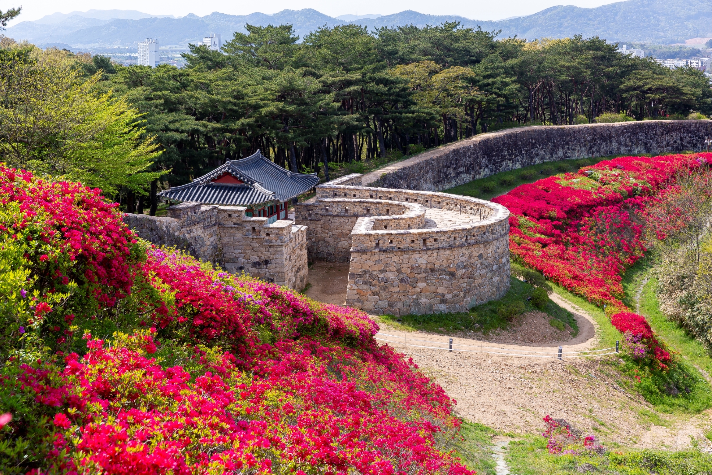 고창에서 뭐해봤니 선운사 동백꽃 · 고창읍성 벚꽃 · 복분자 족욕체험 (노쇼핑 · 노옵션 · 노팁)