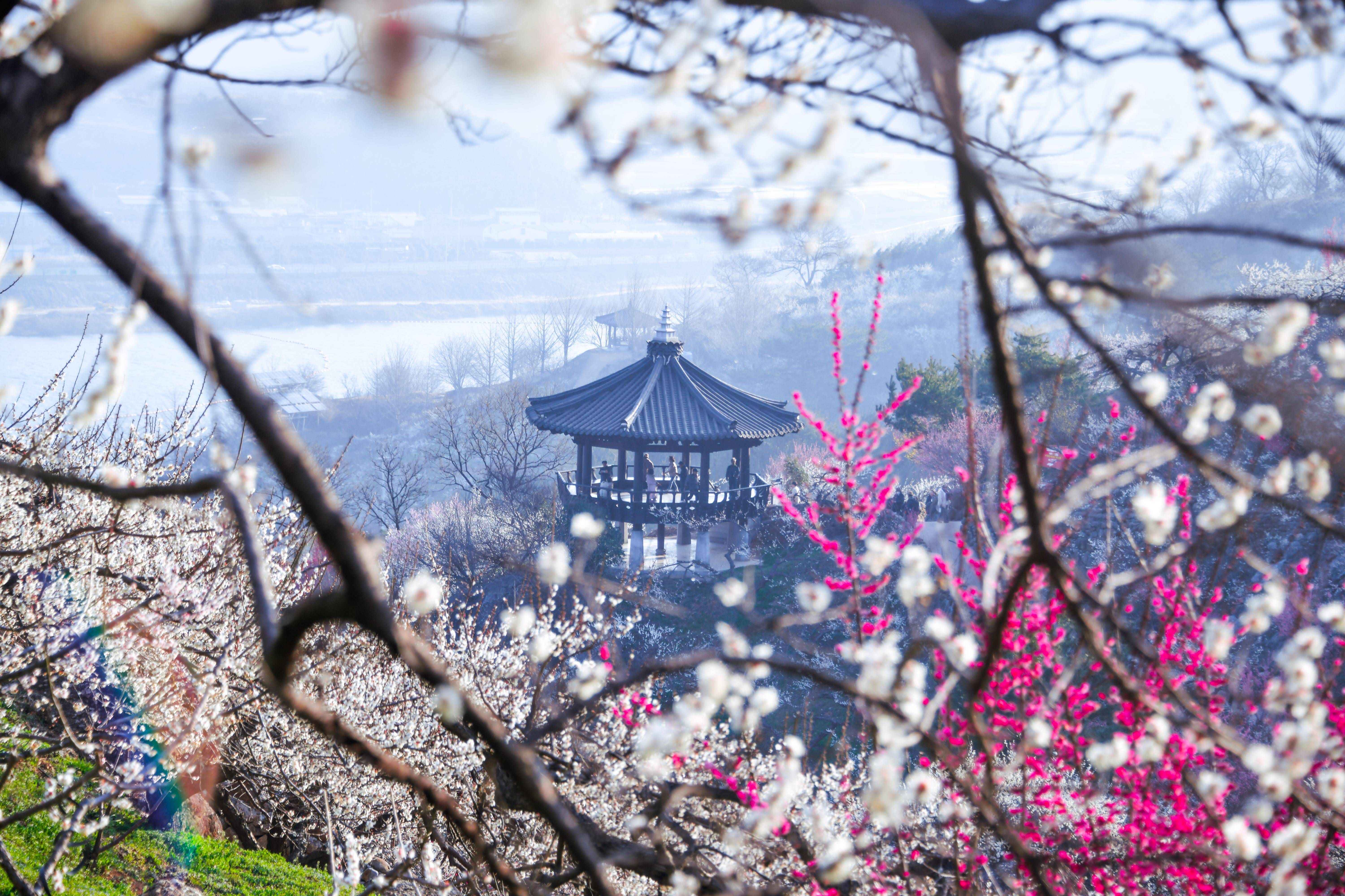 광양 매화마을 & 구례 산수유마을 당일여행 (노쇼핑 · 노옵션 · 노팁)