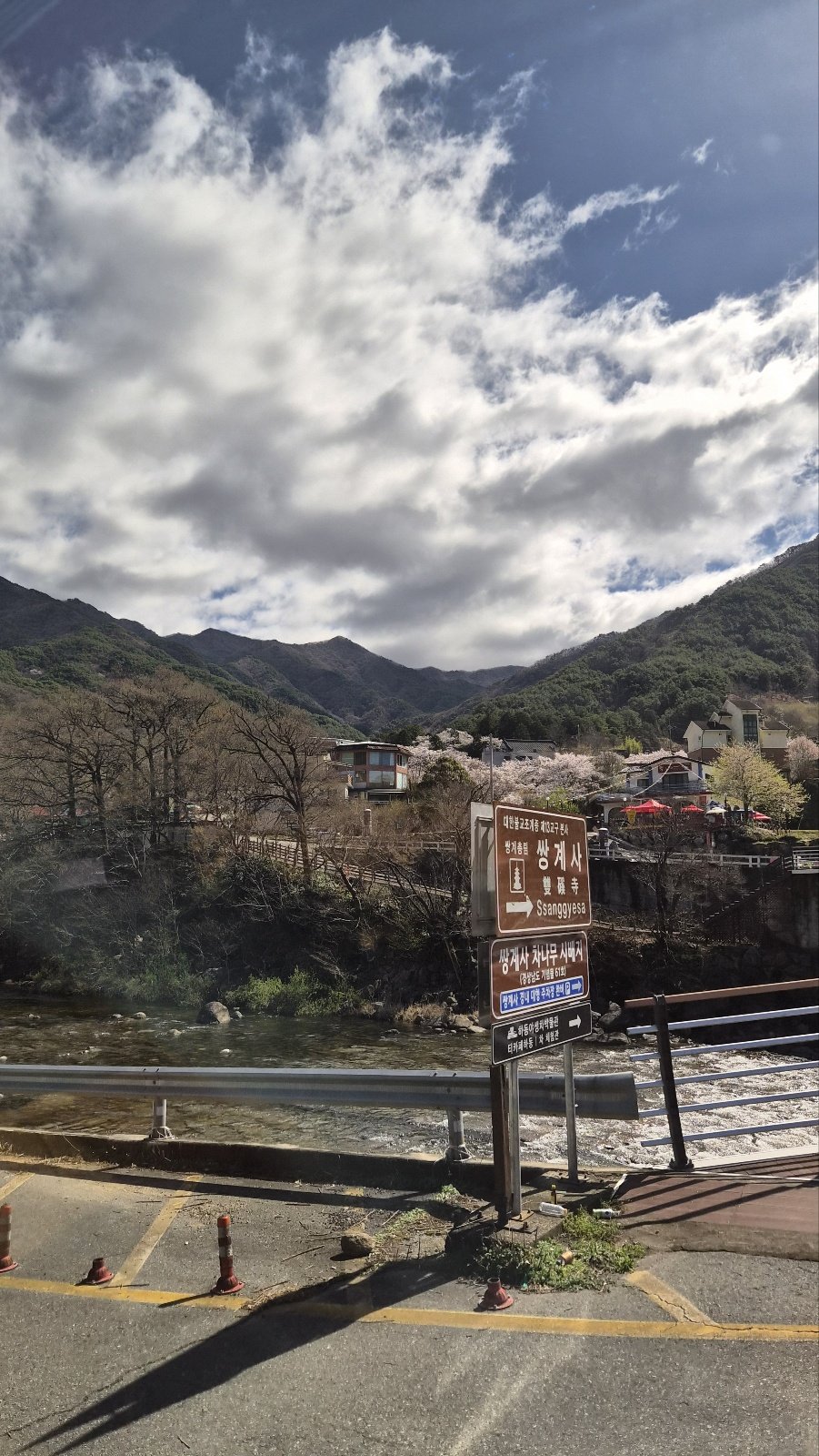 인생벚꽃 만나다!