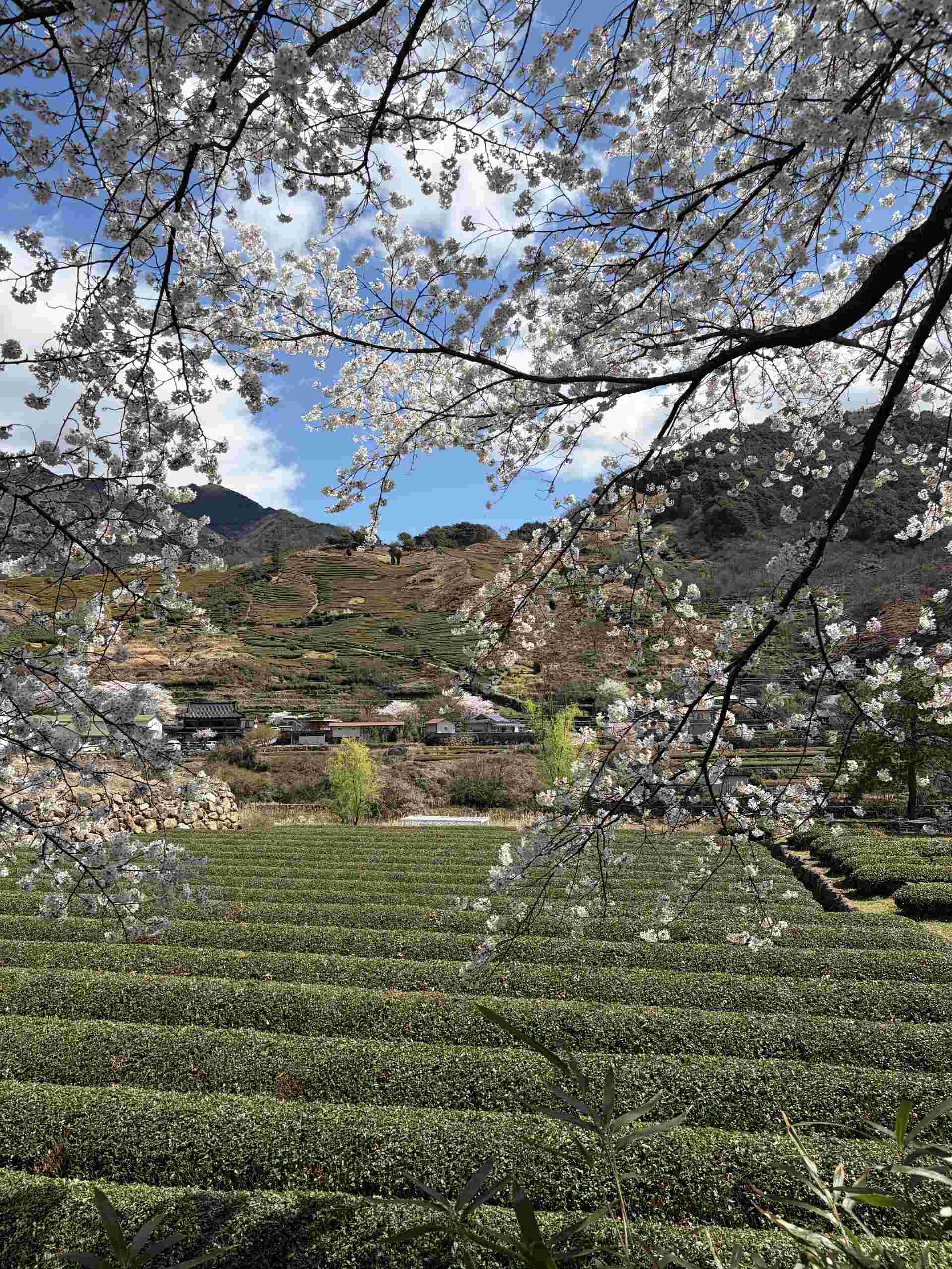 하동의 봄, 마음속에 오래 남을 기억