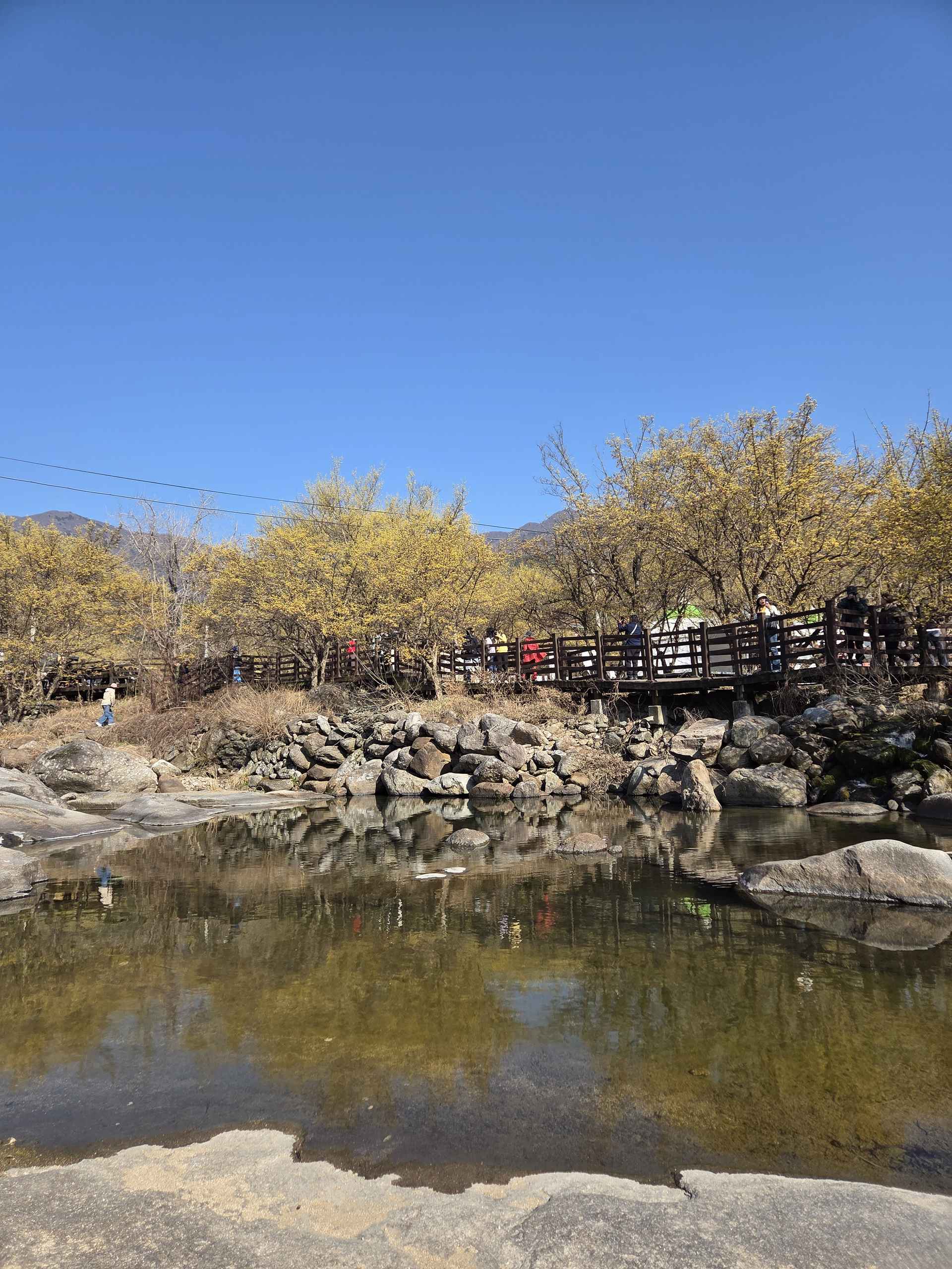 파아란 하늘, 수줍은 매화꽃과 노오란 산수유꽃과 함께한  아름다운날