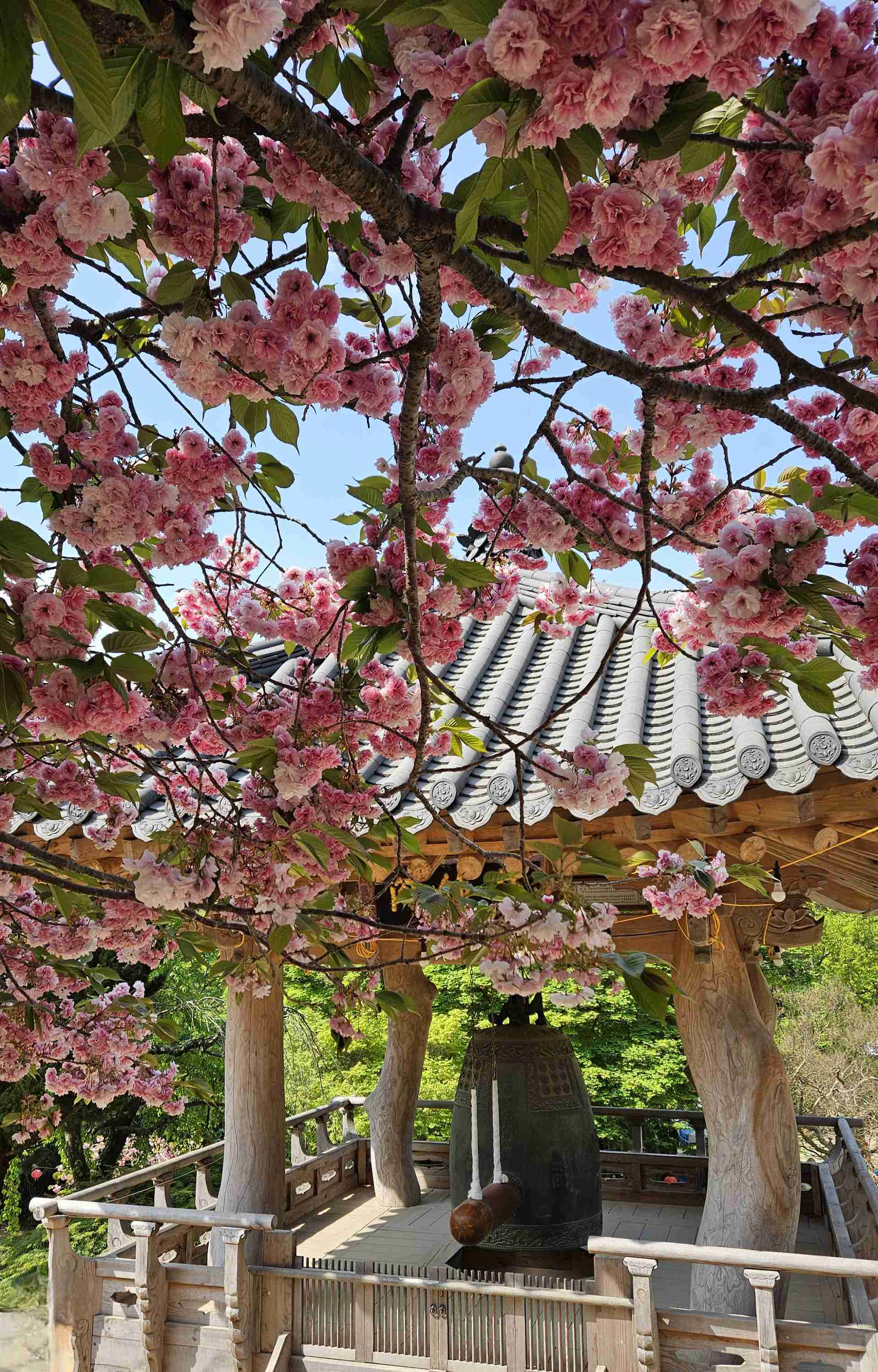 꽃바람 타고 꽃을 찾아간 봄날