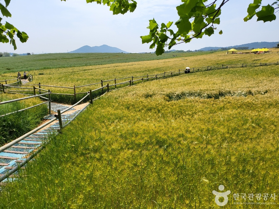 보리나라 학원농장 (유채꽃)