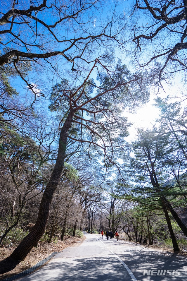 법주사 오리숲길