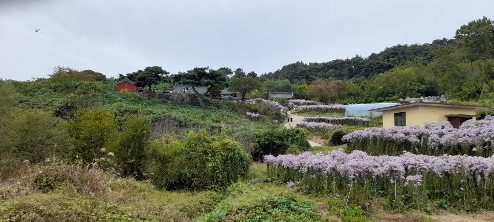 봉천사 (개미취꽃)